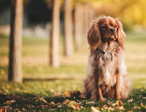 Keeping Your Dog’s Coat Healthy